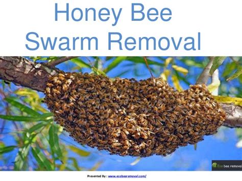 Honey bee swarm removal