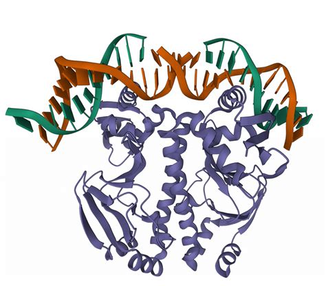 Levels of protein structure – quaternary | Biomacromolecular structures