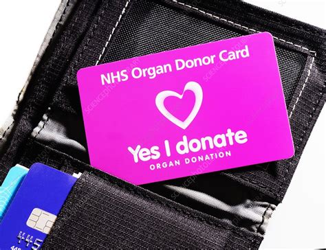 Organ donor card in a wallet - Stock Image - C029/3309 - Science Photo Library