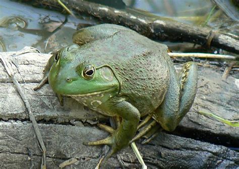 American Bullfrog | The Animal Facts | Habitat, Breeding, Appearance