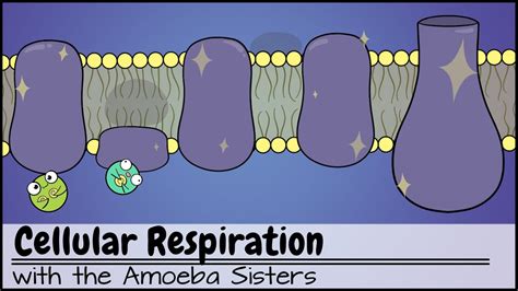 Cellular Respiration (UPDATED) - Go IT