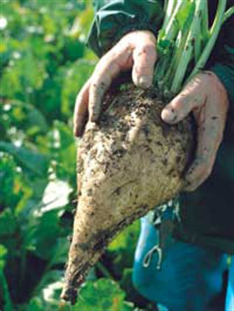 Rhizomania-resistant varieties top the Recommended List for beet ...