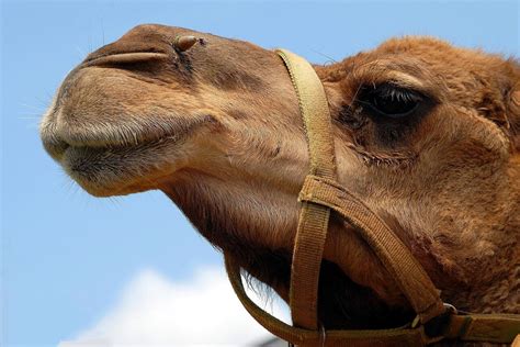 How does the one-humped Arabian camel survive without drinking?