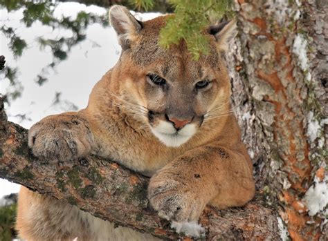 Cougar (Mountain Lion) Habitat - Animal Sake