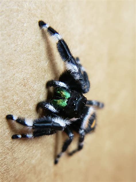 Variable Bryantae Bold Jumping Spider (Phidippus audax bryantae)