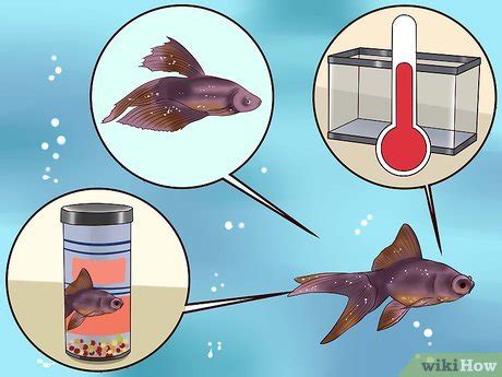 How to Treat Tropical Fish with White Spot Disease (Ich)