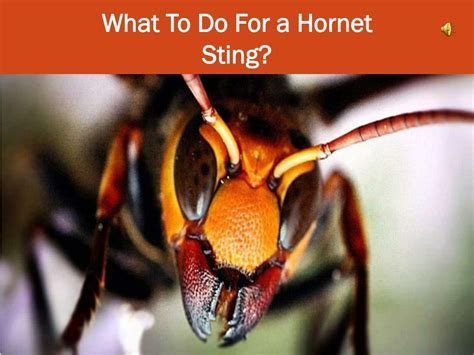 PPT - What To Do For a Hornet Sting? PowerPoint Presentation, free ...