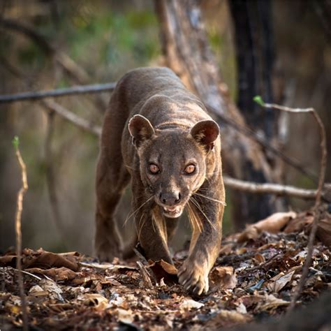 Fossas: 5 Facts about Madagascar’s false felines - Africa Geographic