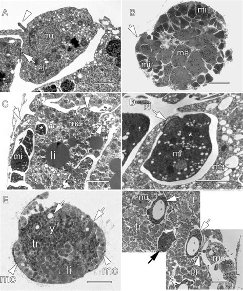 Fusion of macromeres and formation of syncytia. (A, C, D, and F ...