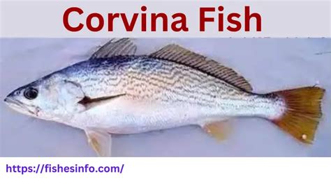 Corvina Fish Guide to Nutrition, Health Benefits, and Recipes