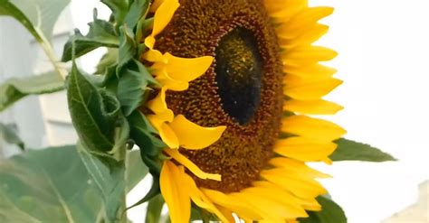 Side View Of A Sunflower · Free Stock Video