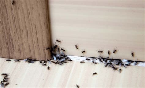 Ant Infestation In Nursery | Pest2Kill Case Study