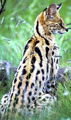 Serval Cat - Facts, Diet & Habitat Information Purebred Cats, Herding Cats, Large Animals ...