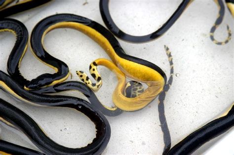 Yellow-bellied Sea Snake – "OCEAN TREASURES" Memorial Library