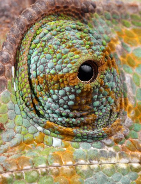 Chameleon Eye Macro Free Stock Photo - Public Domain Pictures