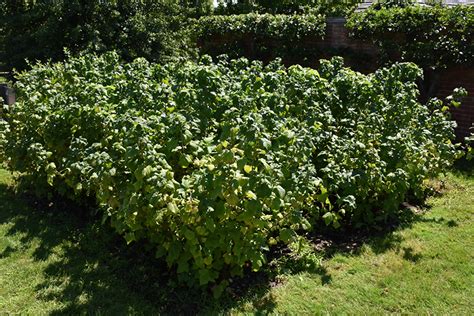 Black Currant (Ribes nigrum) in Edmonton St Albert Sherwood Park Stony ...