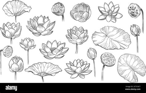 Lotus. Sketch floral composition lotus flowers and leaves, magic flower ...