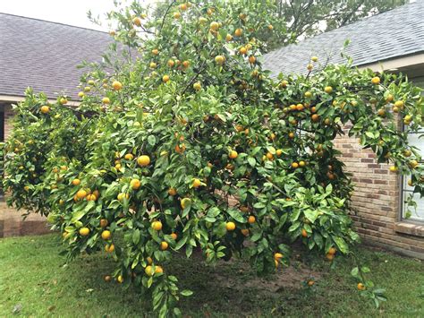 Here is my over achiever - Satsuma Mandarin Oranges : r/gardening