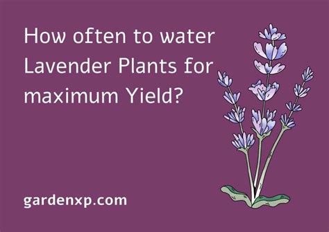 How often to water Lavender Plants for maximum yield?