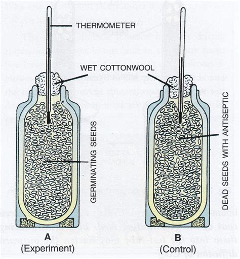 Describe one experiment to demonstrate germinating seeds produce heat | KnowledgeBoat