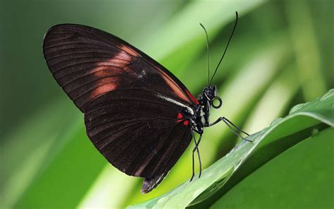 Heliconius melpomene - Wikipedia