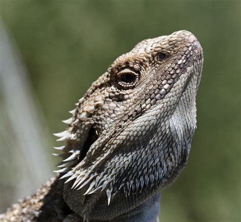 Pogona barbata | The Reptile Database