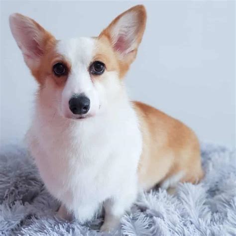 Corgi Great Dane Mixes : 5 Breed Features and Facts - Pet Care Stores