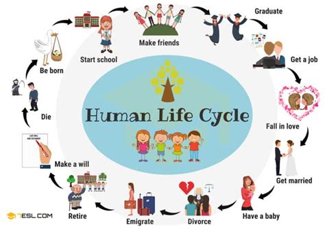 Human Life Cycle: Useful Stages of Life with Pictures • 7ESL