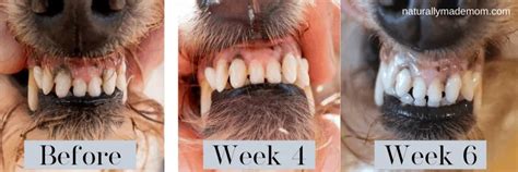 How to Treat Canine Gingivitis with Home Remedies - Naturally Made Mom