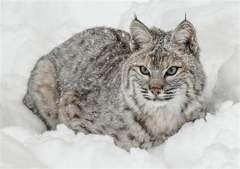 Bobcat Snuggled In The Snow Photograph by Athena Mckinzie - Fine Art ...