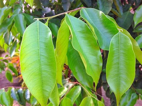 Agarwood Leaves Stock Photo - Download Image Now - iStock