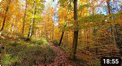 Virtual Walking Videos Guide - German Forest Nov 2020 Enhanced Atmosphere