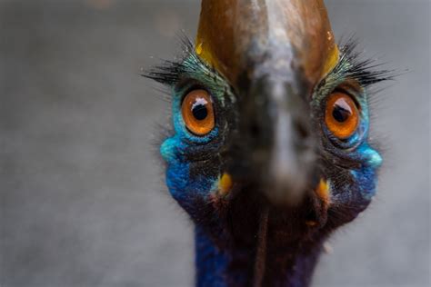 What Is a Cassowary? It May be the Most Dangerous Bird in the World ...