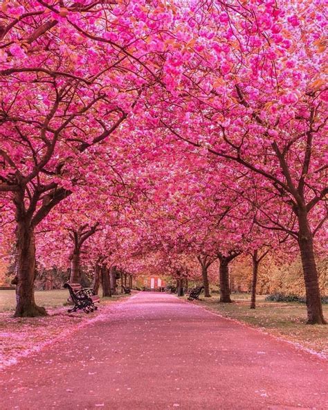 Best Earth Pics on Twitter: "Beautiful cherry blossom at Greenwich Park, London.… " | Beautiful ...