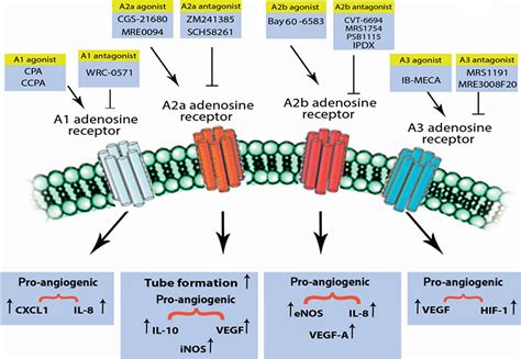 Adenosine Receptor