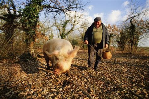 Truffle hunting in Umbria and Provence – Inviato