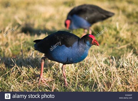 New Zealand Pukeko Stock Photos & New Zealand Pukeko Stock Images - Alamy