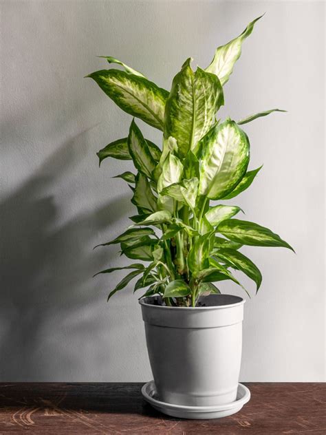 Overwintering Houseplants – Learn About Dieffenbachia Winter Care