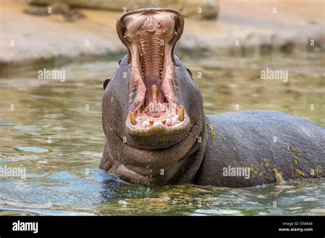 Hippo (Hippopotamus amphibius) showing huge jaw and teeth Stock Photo ...