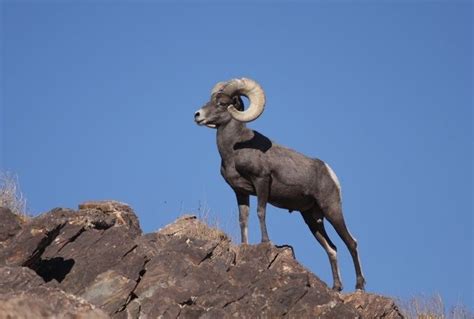 Sierra Nevada bighorn sheep - Alchetron, the free social encyclopedia