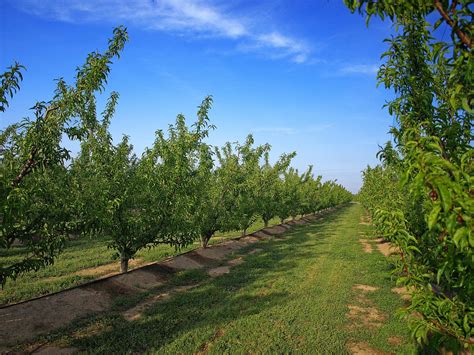 Free Orchard Stock Photo - FreeImages.com