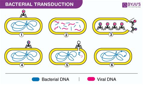 Generalized Transduction In Bacteria