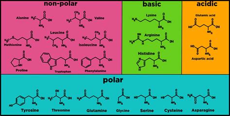 Amino Acids — Overview & Structure - Expii