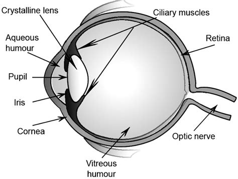 Human Eye Diagram, Structure for Class 10