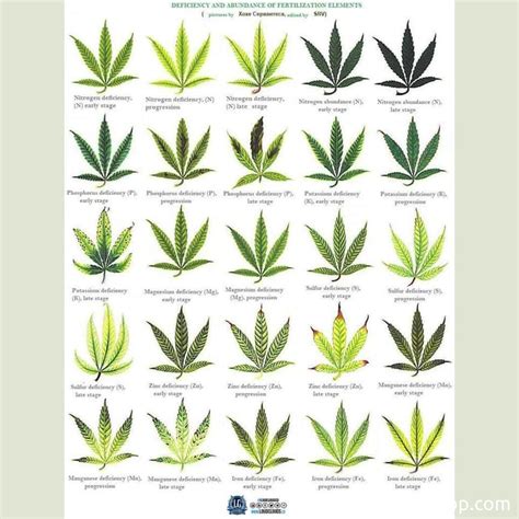 Cannabis Growers Guides | 🥷 Knowledge Ninja