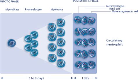 About NEUPOGEN® (filgrastim) | G-CSF Injection