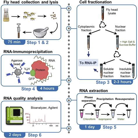 Cell Press: STAR Protocols