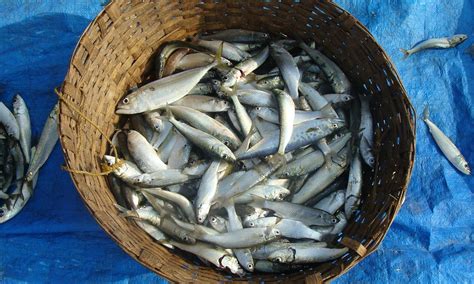 Fish,indian oil sardine,sardinella longiceps,ray-finned fish,sardinella ...