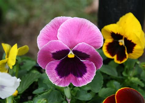 Pansies – THGC