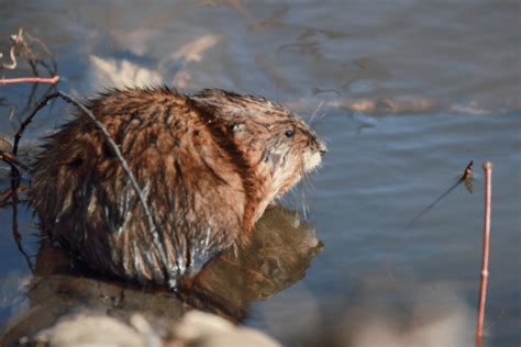 Muskrat Trapping - Best Sets And Techniques